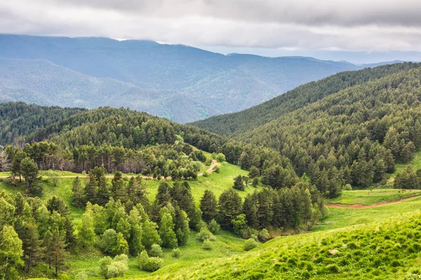 Paisaje Montaña Con Bosque Siempreverde Una Hierba Verde Fresca Camino —  Fotos de Stock