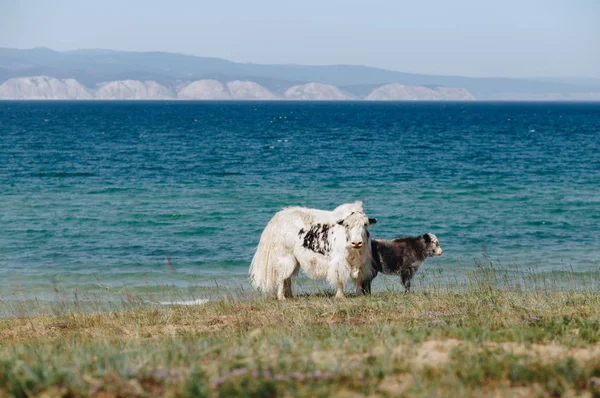 Güneşli bir yaz gününde Baykal Gölü kıyısında beyaz, uzun saçlı bir öküz. Olkhon Adası, Sibirya, Rusya