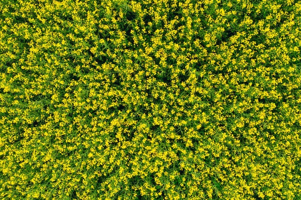 黄花鲜亮的油菜田纹理的空中俯瞰 高角度农业和自然背景 — 图库照片
