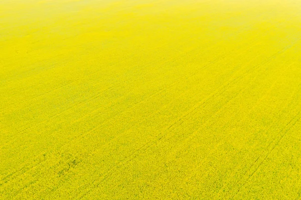 Αεροφωτογραφία Του Πεδίου Ελαιοκράμβης Έντονα Κίτρινα Άνθη Υψηλής Γωνίας Γεωργικό — Φωτογραφία Αρχείου
