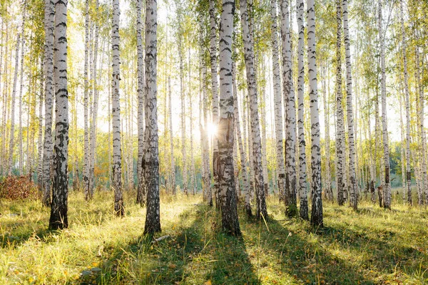 Birkenhain Goldenen Sonnenlicht Stämme Mit Weißer Rinde Und Gelben Blättern — Stockfoto