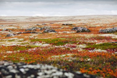 Sonbahar renklerinde Tundra manzarası, alçak açı manzarası. Kuzey doğasının vahşi manzarası. Kola Yarımadası, Murmansk Oblastı, Rusya