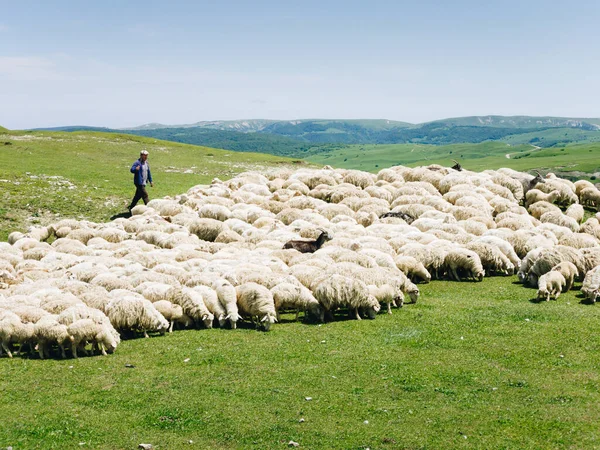 Shepherd Flock Sheep Green Grass Countryside Rural Scene Caucasus Dagestan — Stock Photo, Image