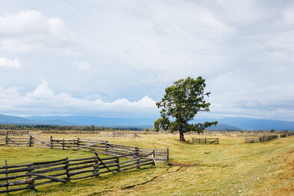 Siberian rural landscape with wooden fence, solo tree and cloudy sky. Tory village in Buryatia, Russia