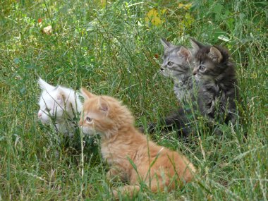 Yavru kedi - doğa ilk adımlar 