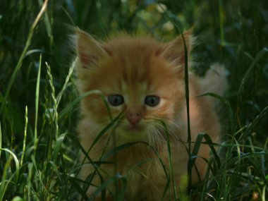Kırmızı bebek kedi yavrusu 