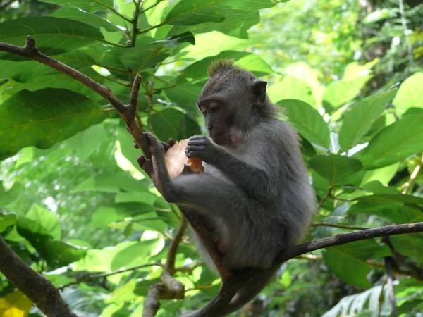 Monyet Pohon Sanctuary Hutan Kera Suci Ubud Pulau Bali Indonesia — Stok Foto