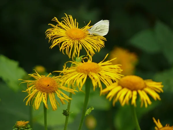 Дикие Цветы Бабочка — стоковое фото