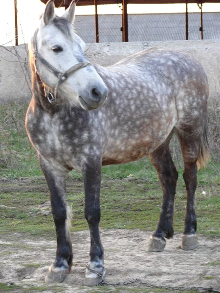 自然に灰色の馬 — ストック写真