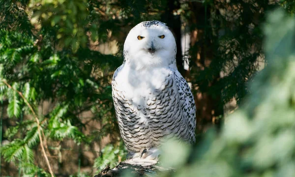 Owl Vackra Fågel Porträtt — Stockfoto