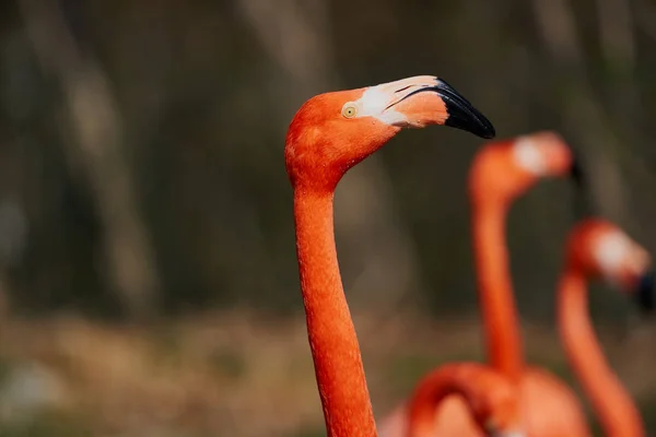 Flamant Rose Bel Oiseau Ping — Photo