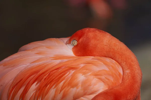 Flamant Rose Magnifique Oiseau — Photo