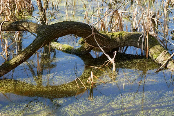 Suchý Strom Zelené Jezero — Stock fotografie