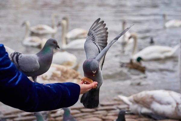 Pombo Comendo Mão — Fotografia de Stock