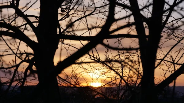 Ağaç ve güzel gün batımı