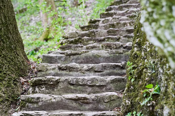 Steps Forest — Stock Photo, Image