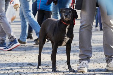                                Sokakta sevimli yaşlı siyah köpek