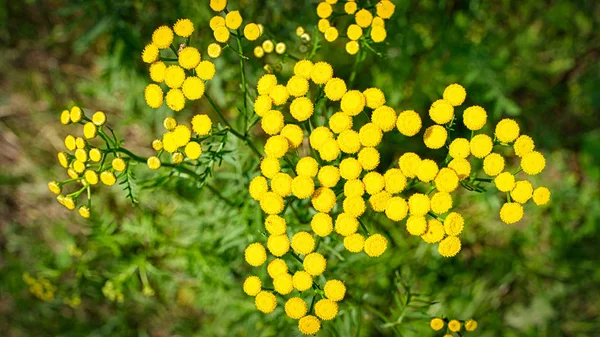 Malé Žluté Květy Létě — Stock fotografie