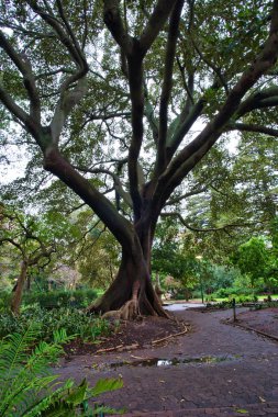 Cape Town'daki en ilginç eski ağaç, Güney Afrika