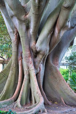 Cape Town'daki en ilginç eski ağaç, Güney Afrika