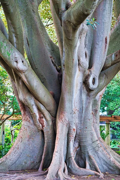 Mest Intressanta Gamla Träd Kapstaden Sydafrika — Stockfoto