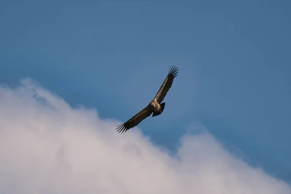 Águila Pescadora Volando Zimbabwe África — Foto de Stock