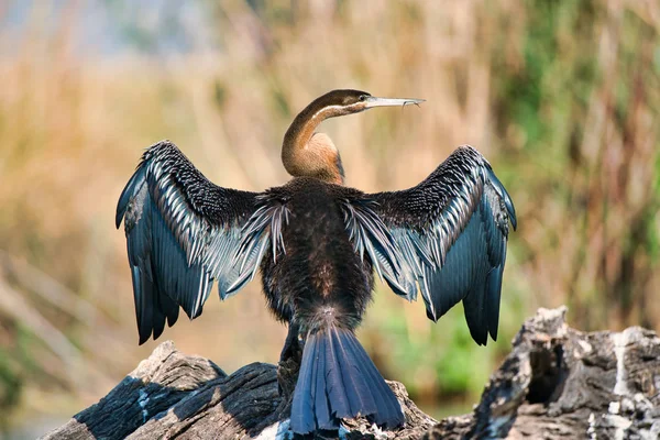 Goliath Héron Oiseau Ailes Ouvertes Rivière Zambèze Afrique — Photo