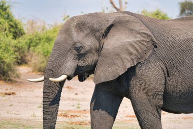 Chobe park safari Afrika fil portre, Zimbabve, Afrika