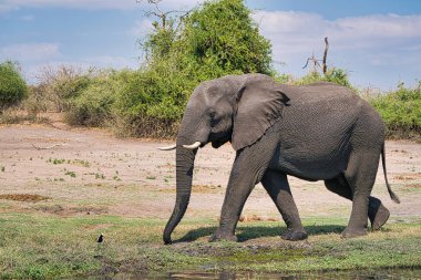 Chobe park safari Afrika fil portre, Zimbabve, Afrika
