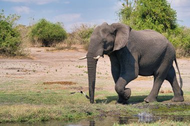 Chobe park safari Afrika fil portre, Zimbabve, Afrika