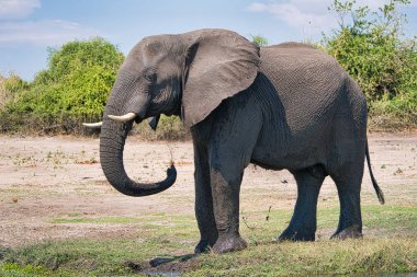Chobe park safari Afrika fil portre, Zimbabve, Afrika