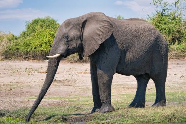 Chobe park safari Afrika fil portre, Zimbabve, Afrika