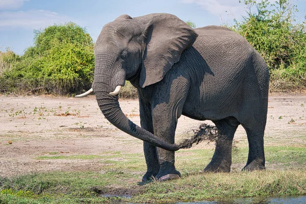 Chobe park safari Afrika fil portre, Zimbabve, Afrika