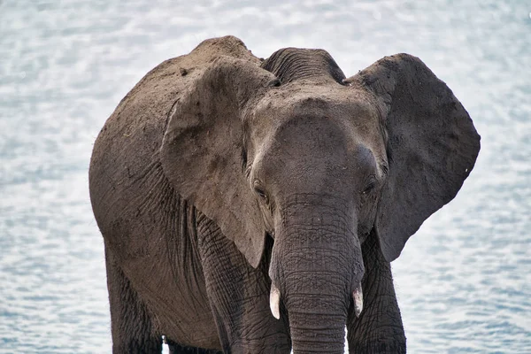 Chobe park safari Afrika fil portre, Zimbabve, Afrika