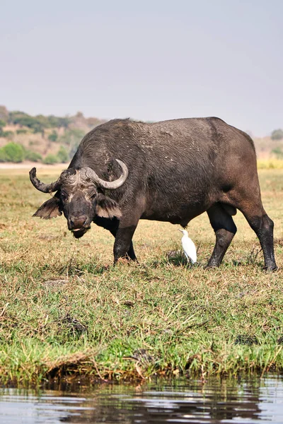 Vahşi Doğadaki Afrika Bufalosu Zimbabve Afrika — Stok fotoğraf