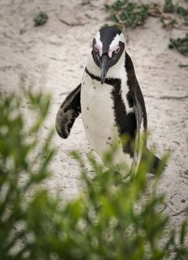 Penguen vahşi doğada, Güney Afrika