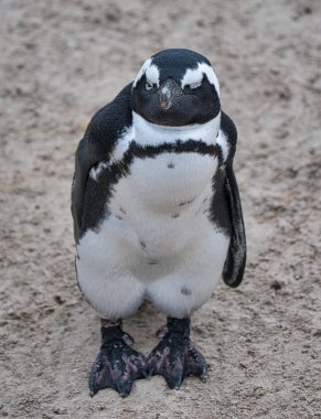 Penguen vahşi doğada, Güney Afrika
