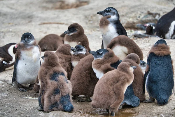 Pingviner Naturen Sydafrika — Stockfoto