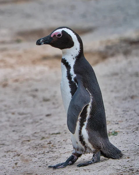 Pingvin Naturen Sydafrika — Stockfoto