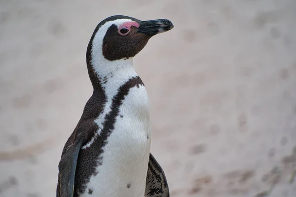 Pingvin Naturen Sydafrika — Stockfoto