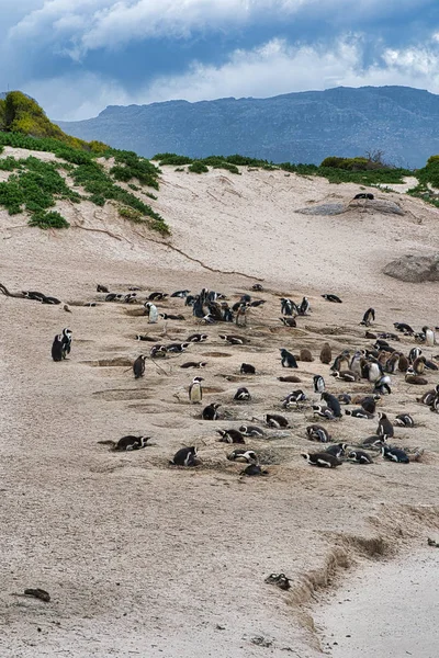 Pingviner Naturen Sydafrika — Stockfoto