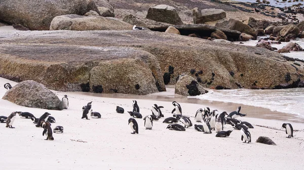 Tučňáci Divočině Jižní Afrika — Stock fotografie