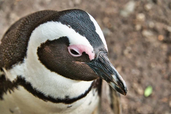 Pingvin Naturen Sydafrika — Stockfoto