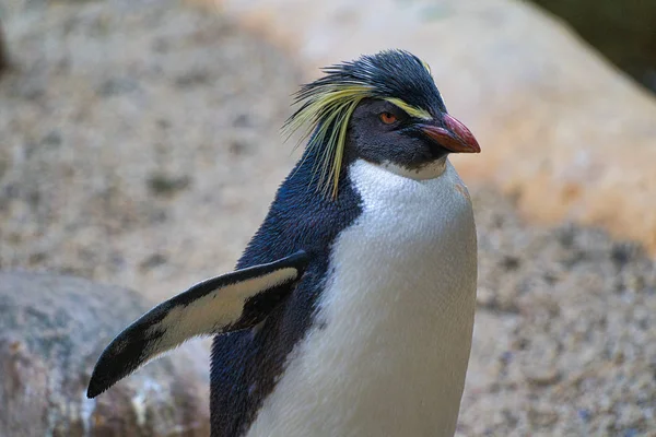 Pingvin Naturen Sydafrika — Stockfoto