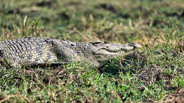 Crocodile Botswana Chobe National Park Africa — Stock Photo, Image