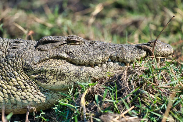 Botsvana'daki timsah, Chobe ulusal parkı, Afrika