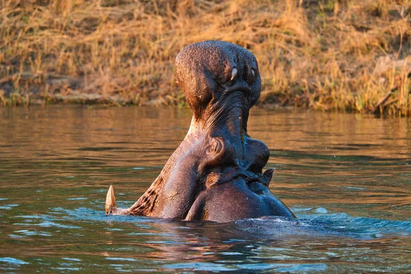 Flodhäst Med Öppen Mun Zambezifloden Afrika — Stockfoto