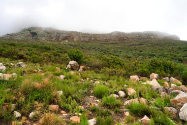 Cape Town, Güney Afrika 'daki Masa Dağı