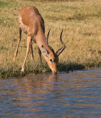 Antilop chobe safari parkı, Zimbabve, Afrika