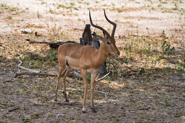 Αντιλόπη Στο Πάρκο Σαφάρι Chobe Ζιμπάμπουε Αφρική — Φωτογραφία Αρχείου